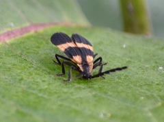 Calopteron discrepans