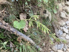 Parasenecio