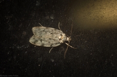 Barea nymphica