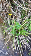 Sonchus megalocarpus