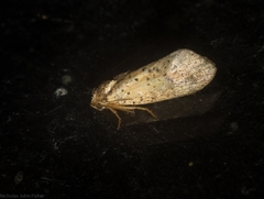 Azaleodes micronipha
