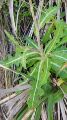 Sonchus megalocarpus