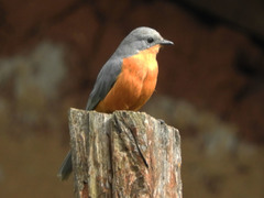 Melaenornis semipartitus