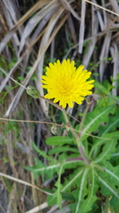 Sonchus megalocarpus