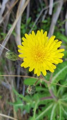 Sonchus megalocarpus