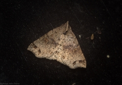 Lithilaria proestans