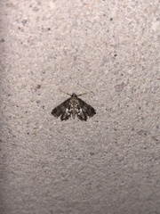 Usingeriessa