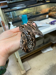 Acrantophis dumerili