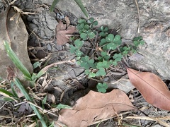 Oxalis corniculata