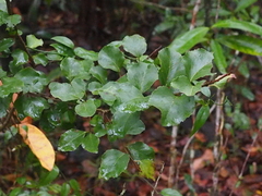 Flacourtia indica