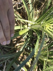 Leptodactylus gracilis