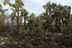 Opuntia galapageia