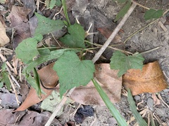 Ampelopsis glandulosa