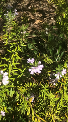 Westringia fruticosa