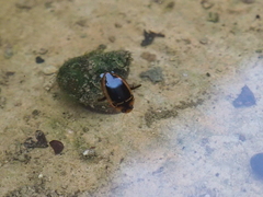 Hydaticus luczonicus