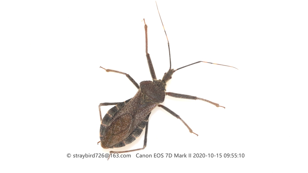 Isyndus obscurus