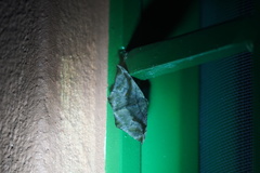 Oxydia scriptipennaria