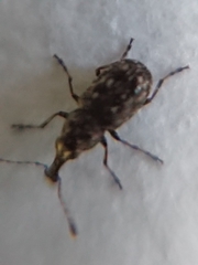 Helmoreus sharpi
