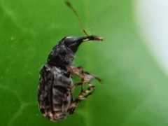 Helmoreus sharpi