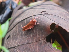 Coptacrinae