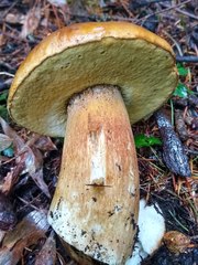 Boletus regineus