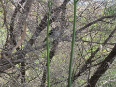 Eopsaltria georgiana