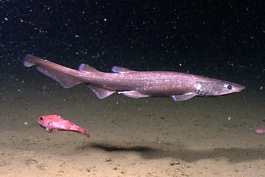 Brown Catshark