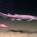 Apristurus brunneus - Photo 
NOAA Okeanos Explorer 2011, sem restrições de direitos de autor conhecidas (domínio público)