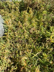 Cuscuta pacifica pacifica