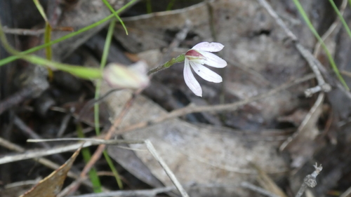 Image of Caladenia prolata by (c) Rosalie Lawrence, some rights reserved (CC BY)