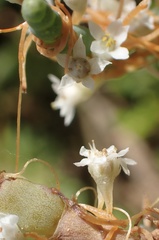 Cuscuta pacifica pacifica