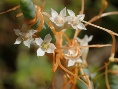 Cuscuta pacifica pacifica