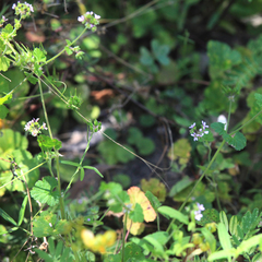 Pelargonium inodorum