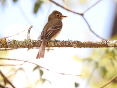 Empidonax occidentalis