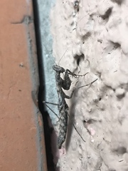 Litaneutria skinneri