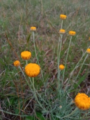 Leucochrysum albicans albicans