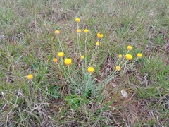 Leucochrysum albicans albicans