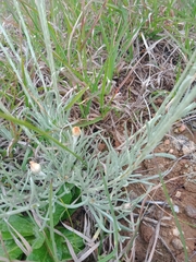 Leucochrysum albicans albicans