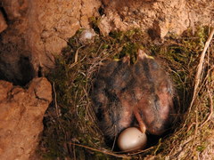 Empidonax occidentalis