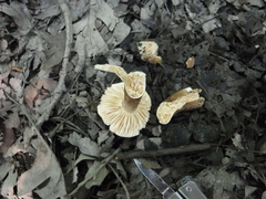 Lactarius fuliginosus