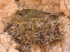 Empidonax occidentalis