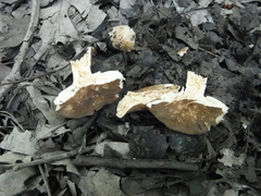 Lactarius fuliginosus