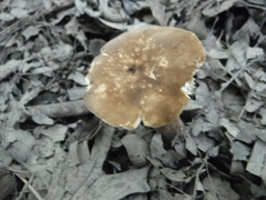 Lactarius fuliginosus