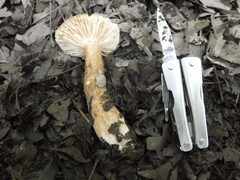 Lactarius fuliginosus