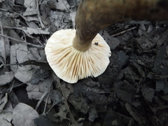 Lactarius fuliginosus