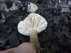 Lactarius fuliginosus