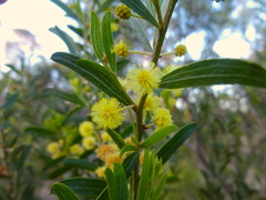 Acacia rostriformis