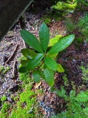 Rhododendron macrophyllum