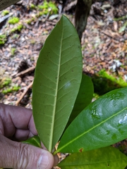 Rhododendron macrophyllum