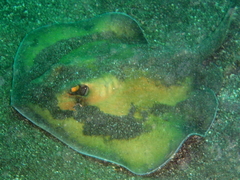 Sepia Stingray photo 3